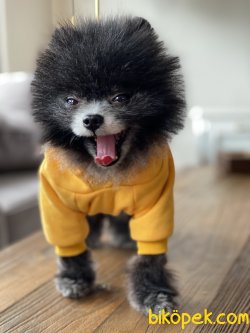 Tea Cup Pomeranian Boo Özel Renk Köpeğimiz 2