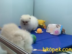 Tea Cup Pomeranian Boo Yavrularımız 1