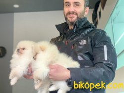 Tea Cup Pomeranian Boo Yavrularımız 3