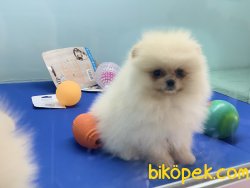 Tea Cup Pomeranian Boo Yavrularımız 5