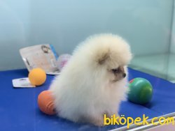 Tea Cup Pomeranian Boo Yavrularımız 2