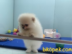 Tea Cup Pomeranian Boo Yavrularımız 4