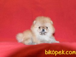 Tea Cup Pomeranian Boo Yetişkinler Ve Yavrular 3