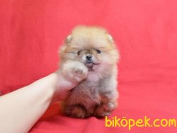 Tea Cup Pomeranian Boo Yetişkinler Ve Yavrular 1