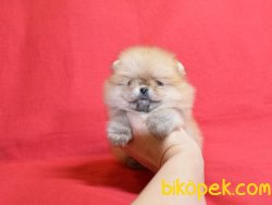 Tea Cup Pomeranian Boo Yetişkinler Ve Yavrular 2