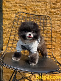 Tea Cup Pomeranian Oğlumuz 1