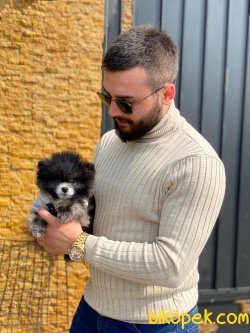 Tea Cup Pomeranian Oğlumuz 4