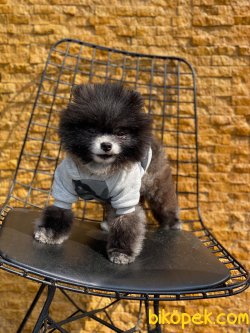Tea Cup Pomeranian Oğlumuz 3
