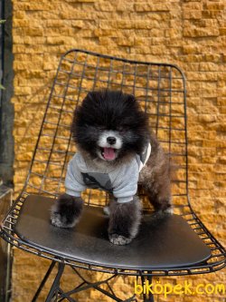 Tea Cup Pomeranian Oğlumuz 2
