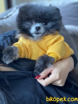 Tea Cup Pomeranian Özel Renk Köpeğimiz Mickey 3