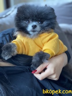 Tea Cup Pomeranian Özel Renk Köpeğimiz Mickey 1