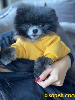 Tea Cup Pomeranian Özel Renk Köpeğimiz Mickey 2