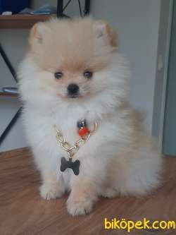 Tea Cup Pomeranian Yavruları 1
