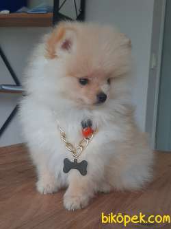Tea Cup Pomeranian Yavruları 4