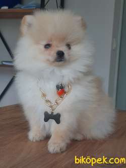 Tea Cup Pomeranian Yavruları 2