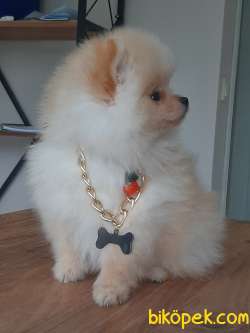 Tea Cup Pomeranian Yavruları 3
