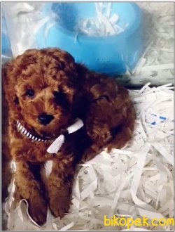 Tea Cup Poodle 3