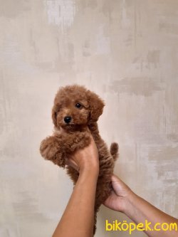 Tea Cup Poodle 2