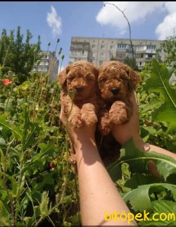 Tea Cup Poodle 1