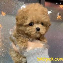 TEA CUP POODLE BEBEKLER 2