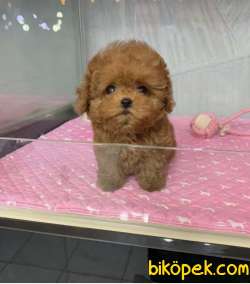 TEA CUP POODLE BEBEKLER 3
