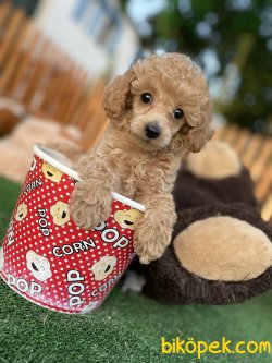 TEA CUP POODLE BEBEKLER 3