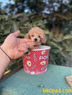 TEA CUP POODLE YAVRULARIMIZ 3