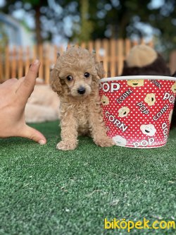 TEA CUP POODLE YAVRULARIMIZ 1