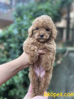 TEA CUP POODLE YAVRULARIMIZ 3