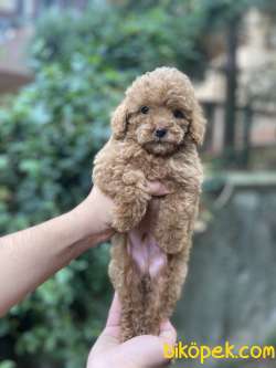 TEA CUP POODLE YAVRULARIMIZ 1