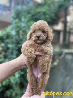 TEA CUP POODLE YAVRULARIMIZ 2