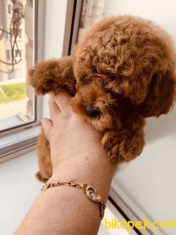 Tea Cup Poodle Yavrularımız Özel Red Brown 3