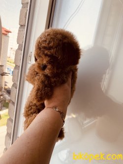 Tea Cup Poodle Yavrularımız Özel Red Brown 4