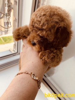 Tea Cup Poodle Yavrularımız Özel Red Brown 5