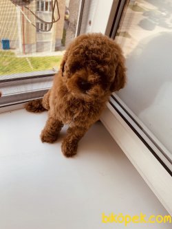 Tea Cup Poodle Yavrularımız Özel Red Brown 1