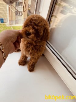 Tea Cup Poodle Yavrularımız Özel Red Brown 2