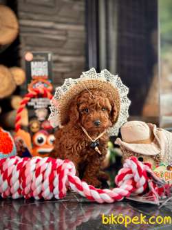 Tea Cup Red Brown Toy Poodle Yavrulari 4