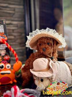 Tea Cup Red Brown Toy Poodle Yavrulari 1