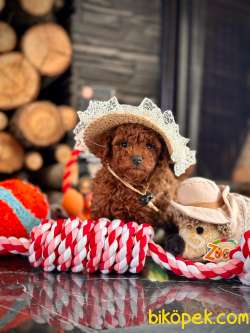 Tea Cup Red Brown Toy Poodle Yavrulari 2