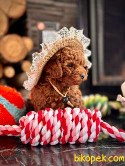 Tea Cup Red Brown Toy Poodle Yavrulari 3