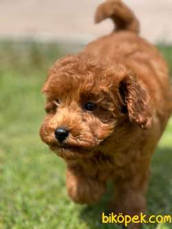 Tea Cup Red Brown Toy Poodle Yavrulari 2