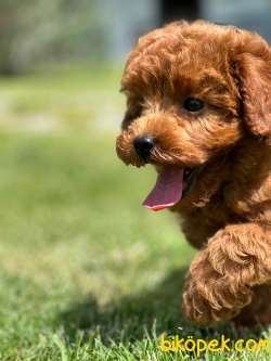 Tea Cup Red Brown Toy Poodle Yavrulari