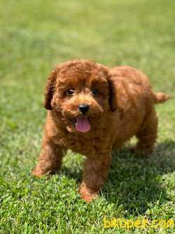 Tea Cup Red Brown Toy Poodle Yavrulari