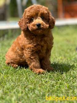 Tea Cup Red Brown Toy Poodle Yavrulari 2