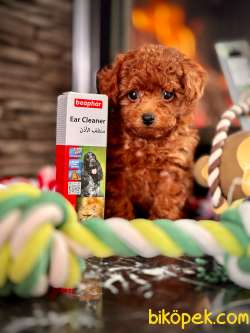 Tea Cup Red Brown Toy Poodle Yavruları İstanbul 2