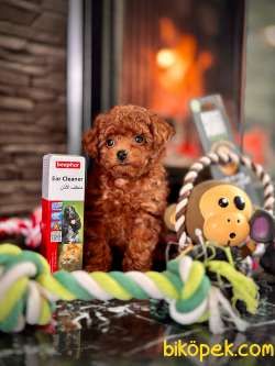 Tea Cup Red Brown Toy Poodle Yavruları İstanbul 4