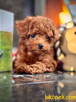 Tea Cup Red Brown Toy Poodle Yavruları İstanbul