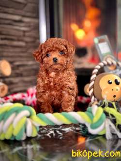 Tea Cup Red Brown Toy Poodle Yavruları İstanbul 4