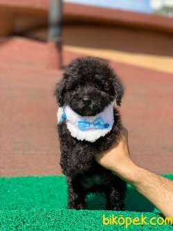ÖZEL BLACK TOY POODLE 1
