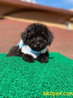 ÖZEL BLACK TOY POODLE 3